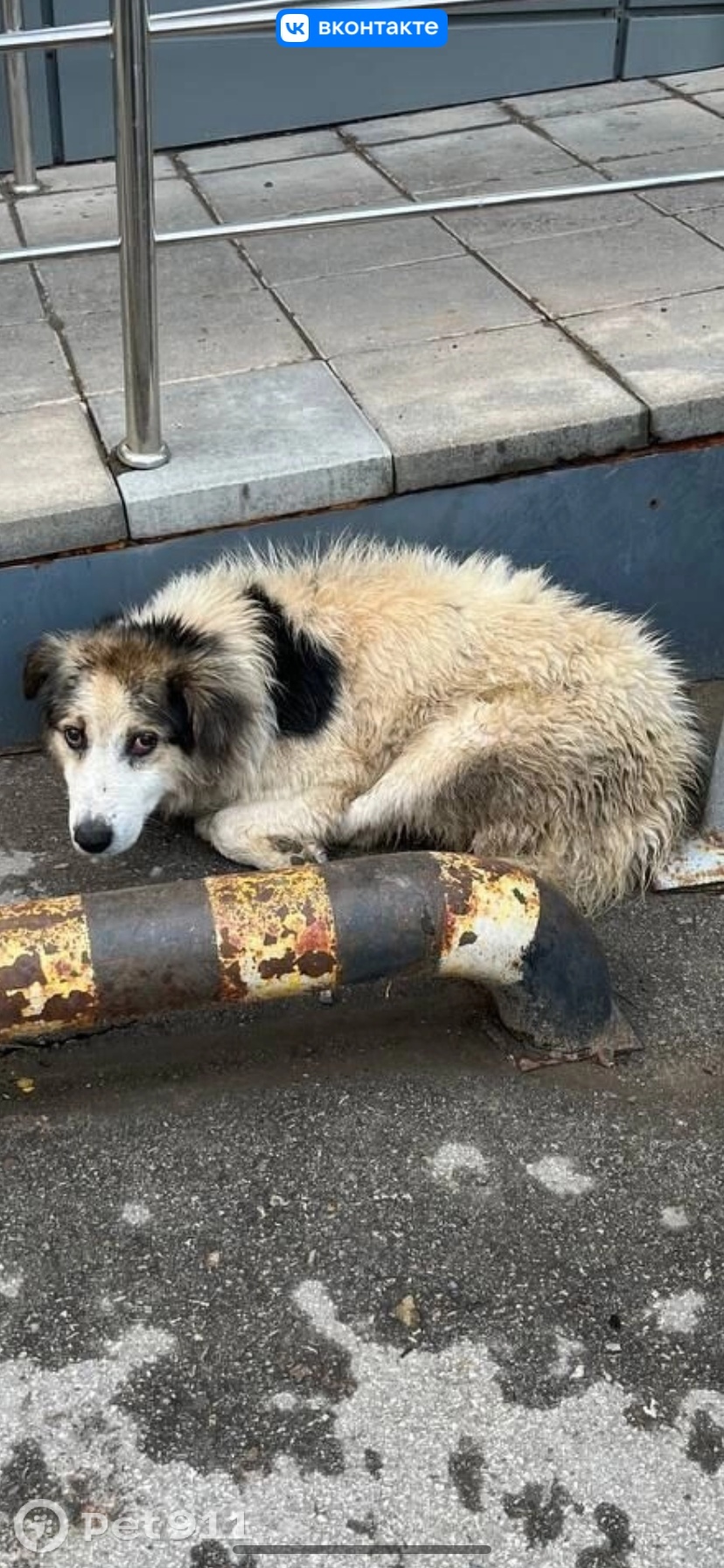 Найдена собака в Туле — фото объявления