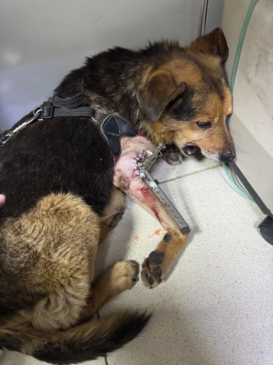 Пропала собака в Туле — фото объявления