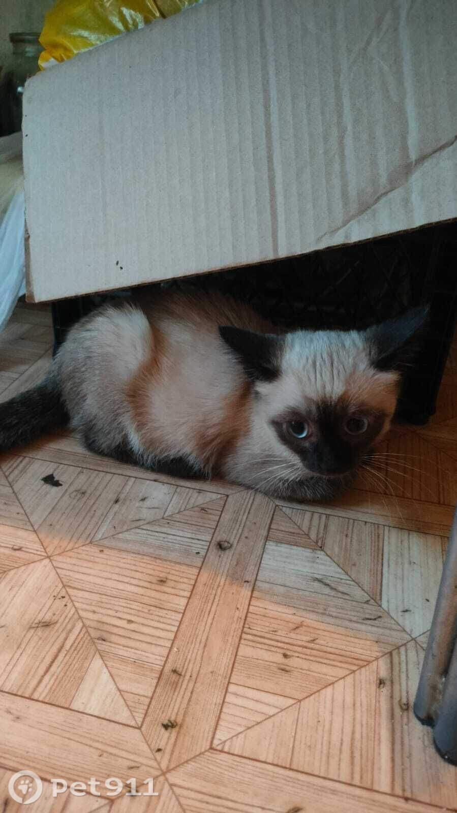 Пропала кошка в Туле — фото объявления