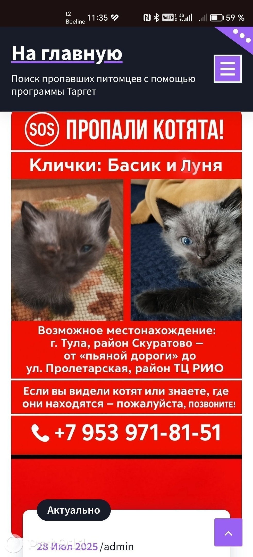 Пропала кошка в Туле — фото объявления