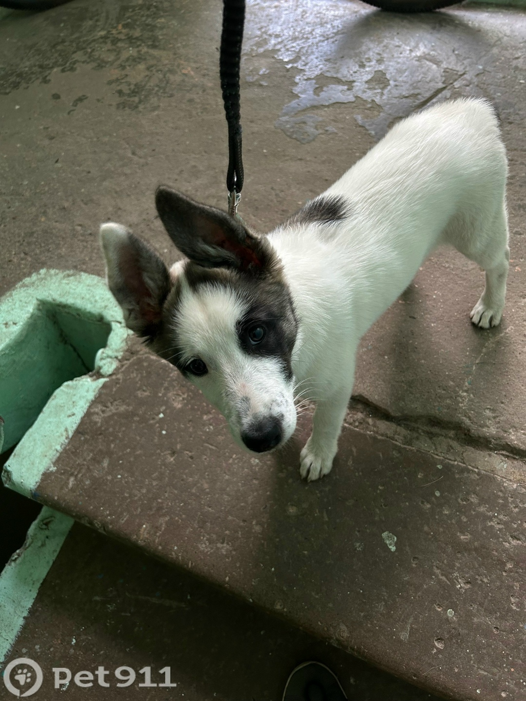 Найдена собака в Туле — фото объявления