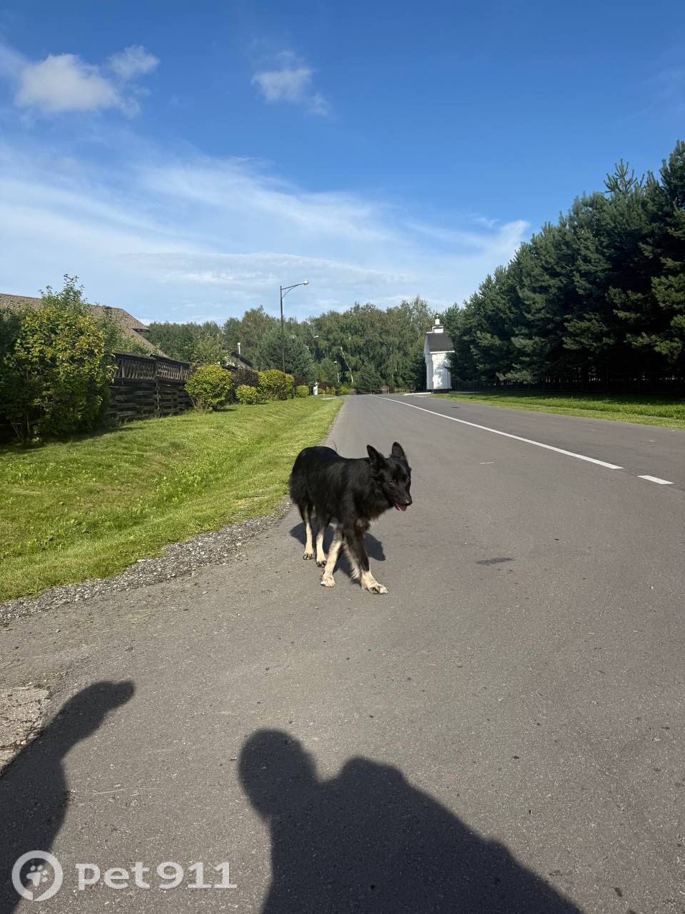 Найдена собака в Туле — фото объявления
