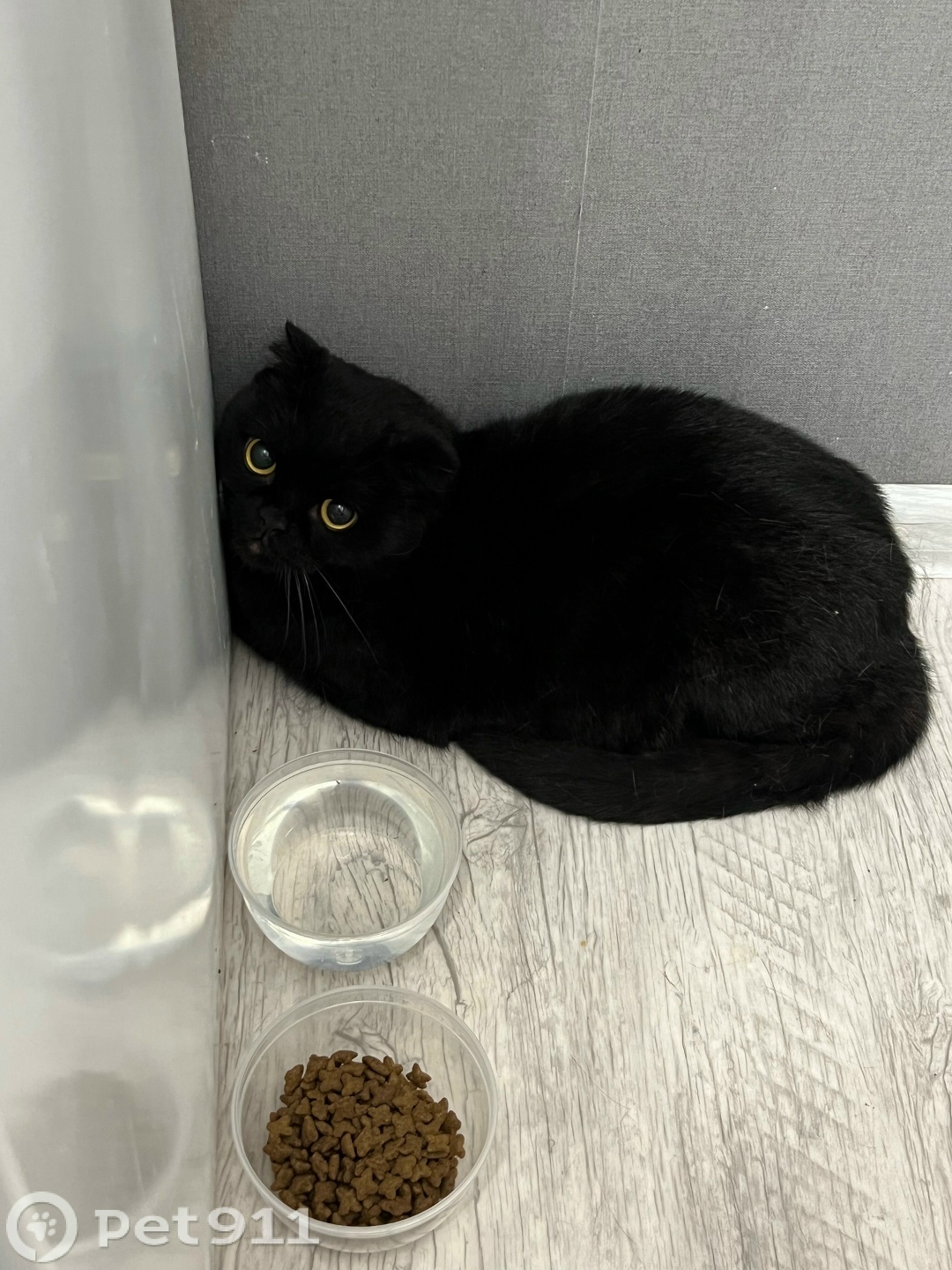 Найдена кошка в Туле — фото объявления