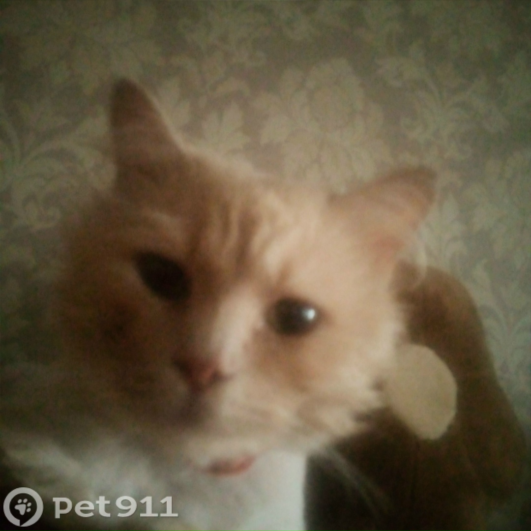 Найдена кошка в Туле — фото объявления