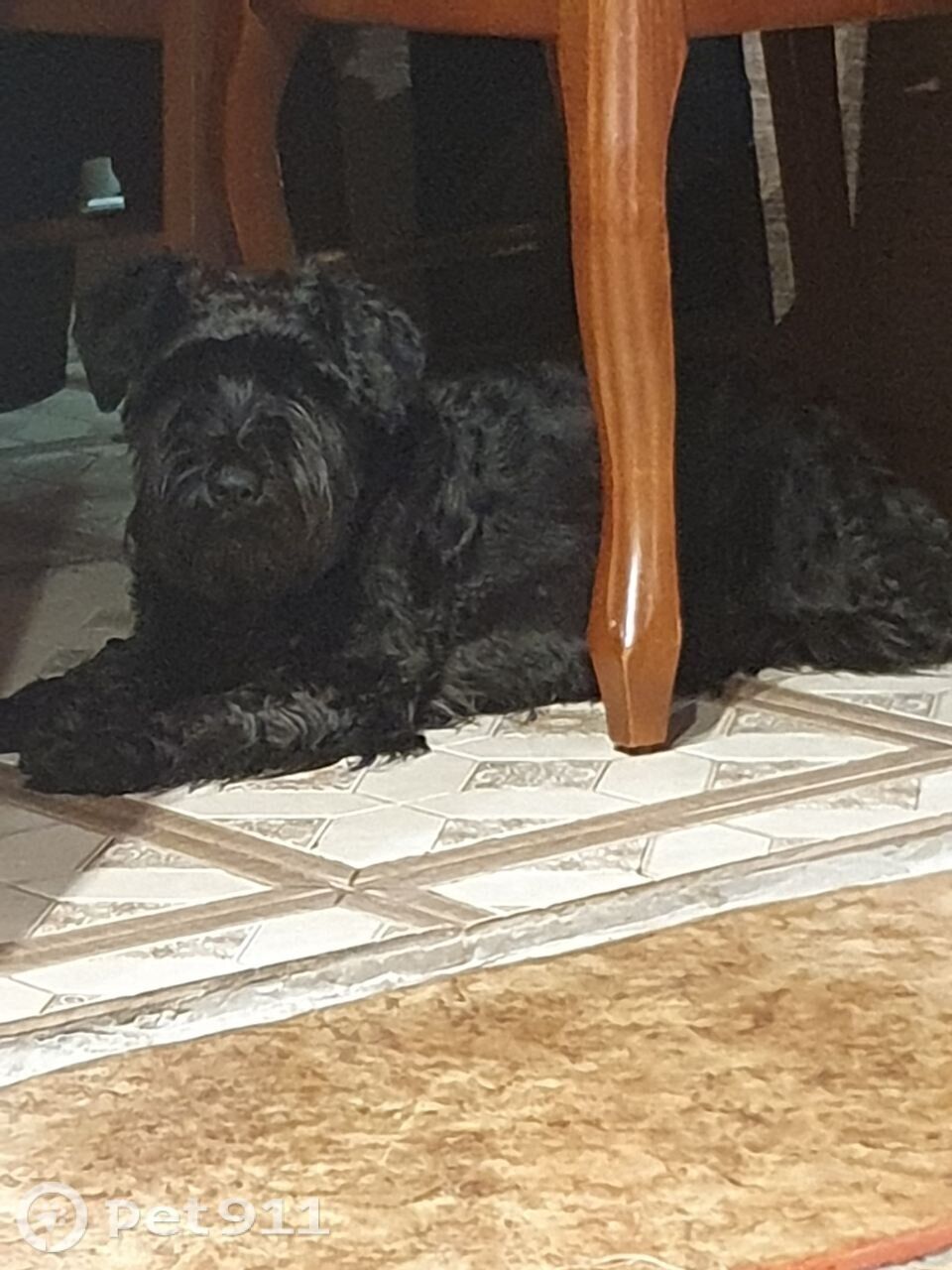 Пропала собака в Туле — фото объявления