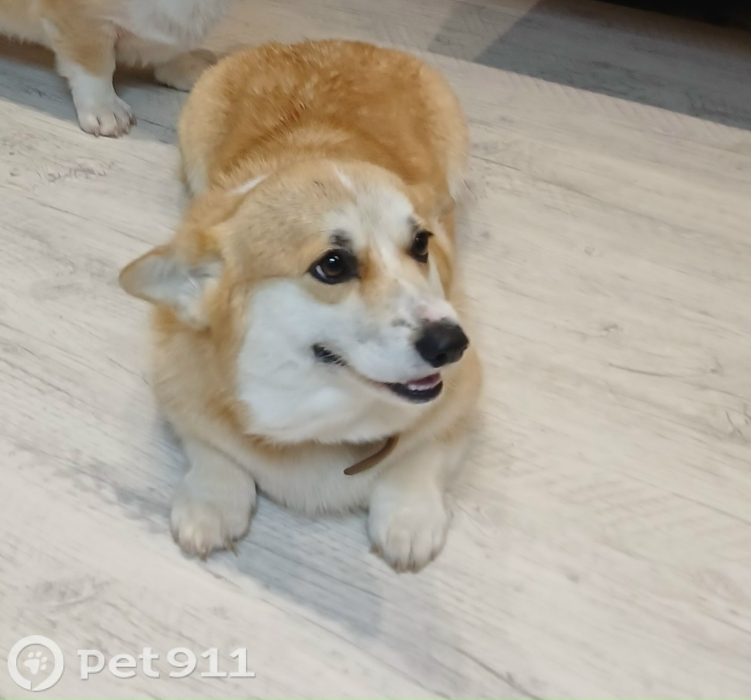 Пропала собака в Туле — фото объявления