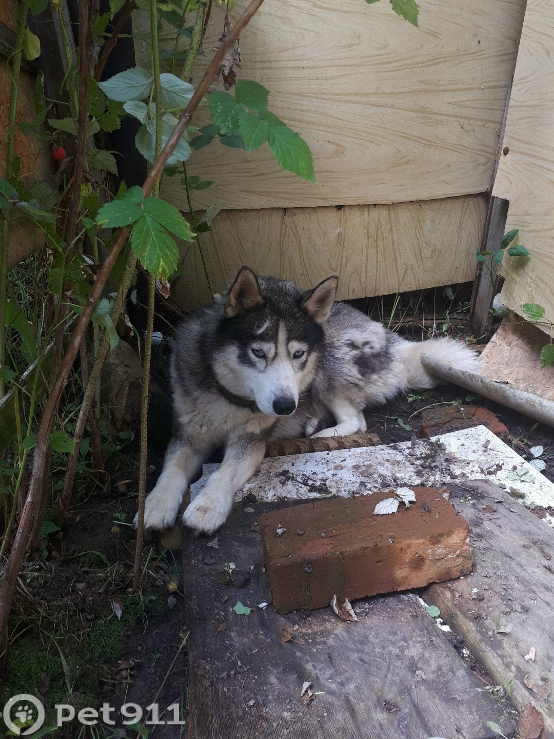 Найдена собака в Туле — фото объявления