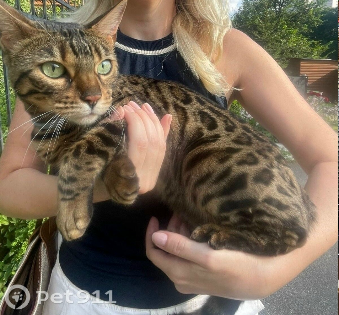 Найдена кошка в Туле — фото объявления