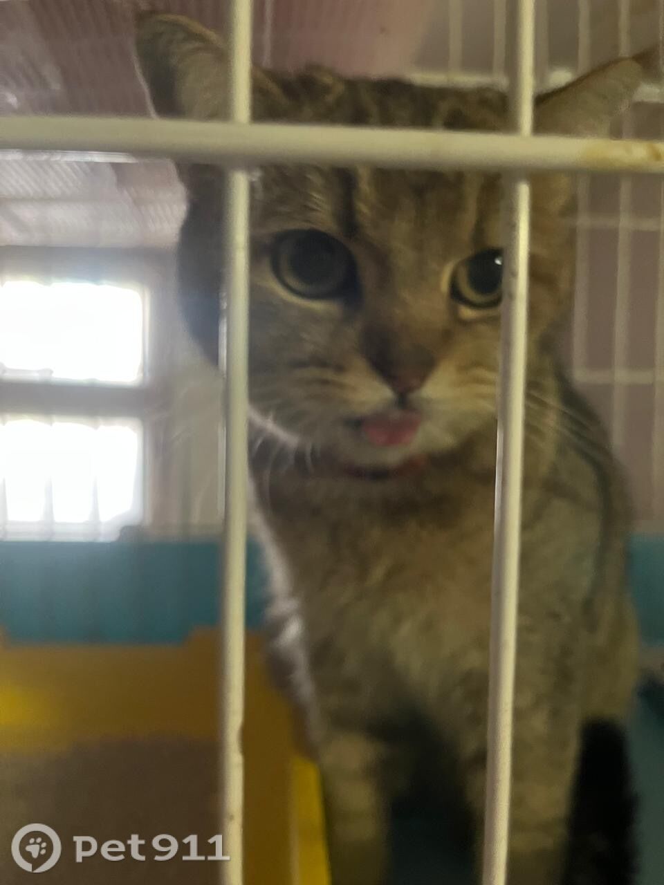 Найдена кошка в Туле — фото объявления