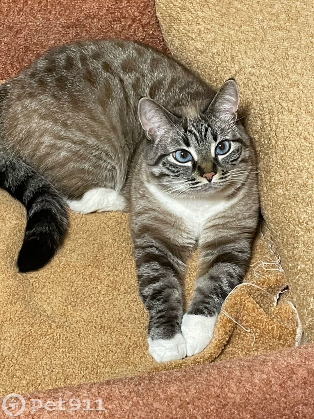 Пропала кошка в Туле — фото объявления