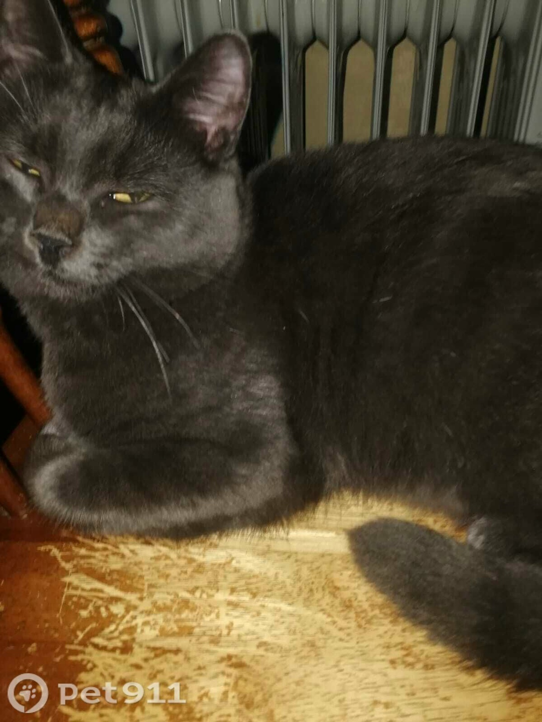 Пропала кошка в Туле — фото объявления