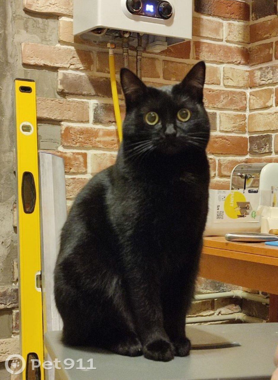 Пропала кошка в Туле — фото объявления