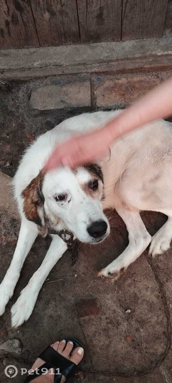 Найдена собака в Туле — фото объявления