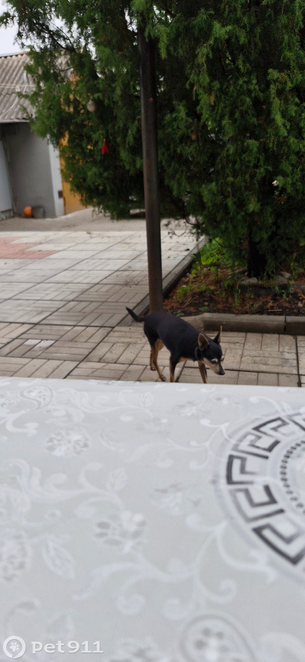 Найдена собака в Туле — фото объявления