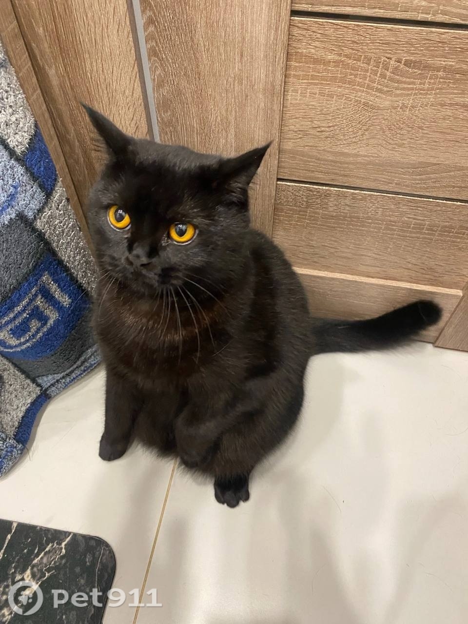 Пропала кошка в Туле — фото объявления