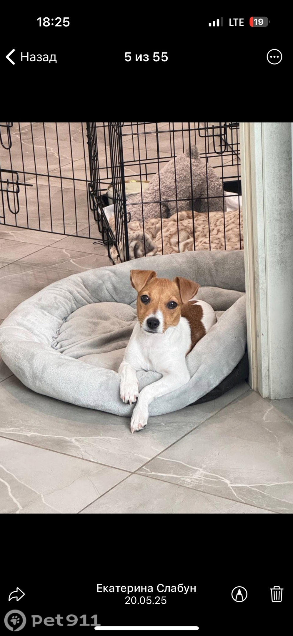 Пропала собака в Туле — фото объявления