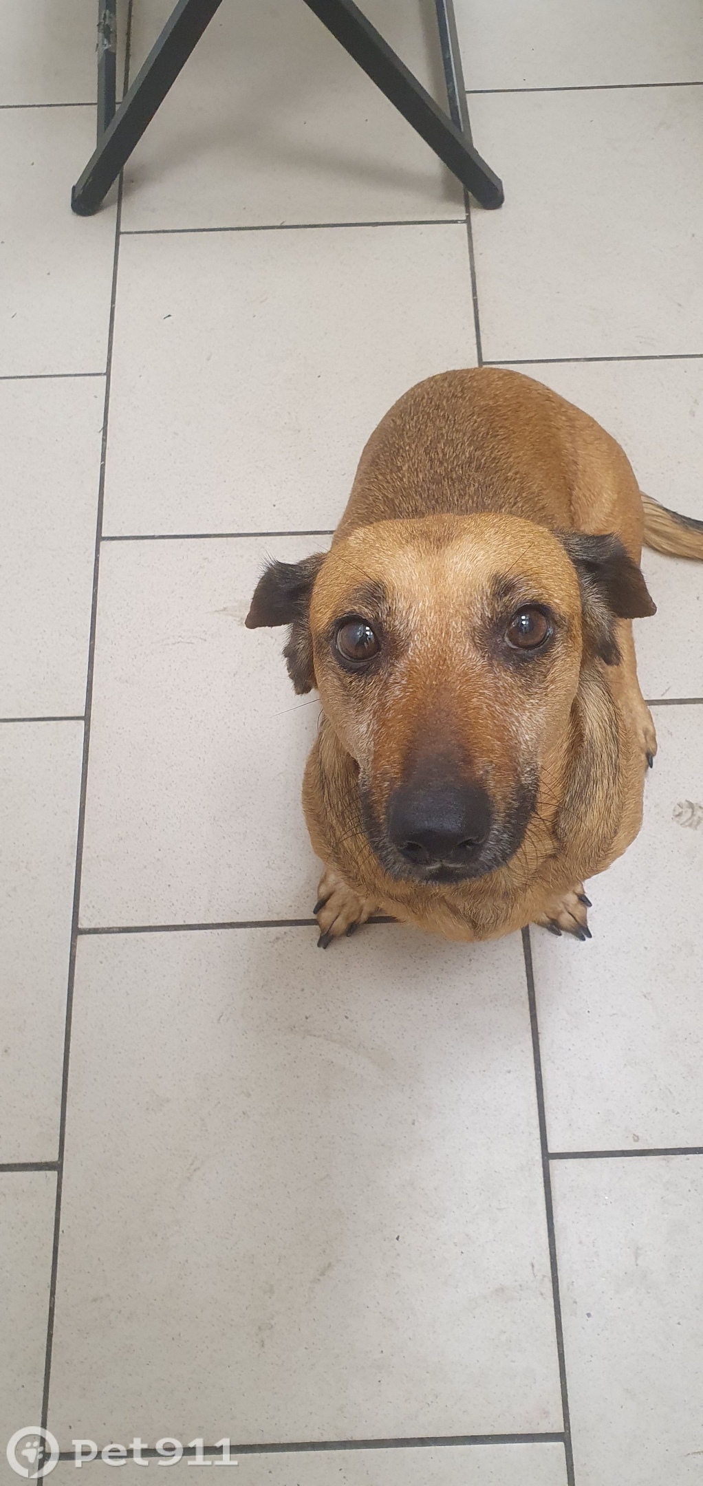 Найдена собака в Туле — фото объявления