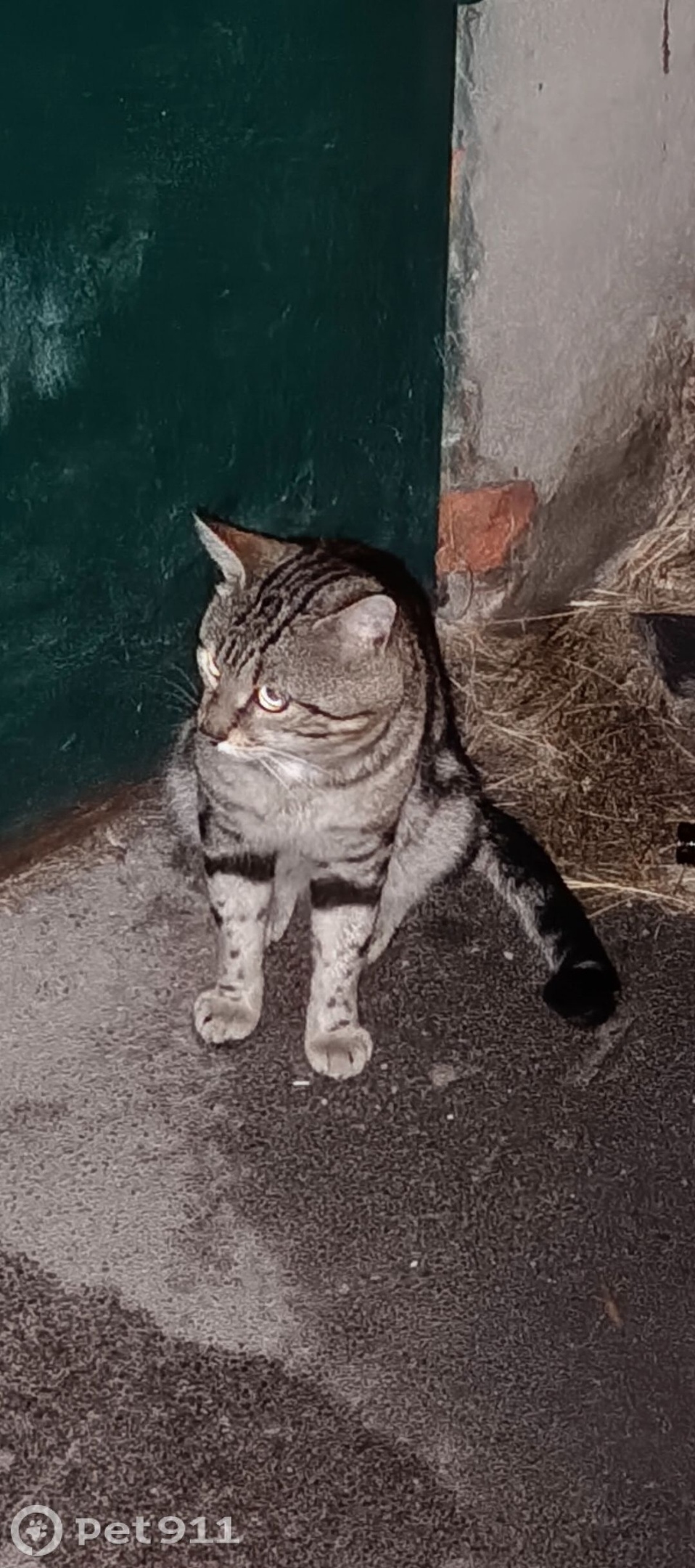 Найдена кошка в Туле — фото объявления