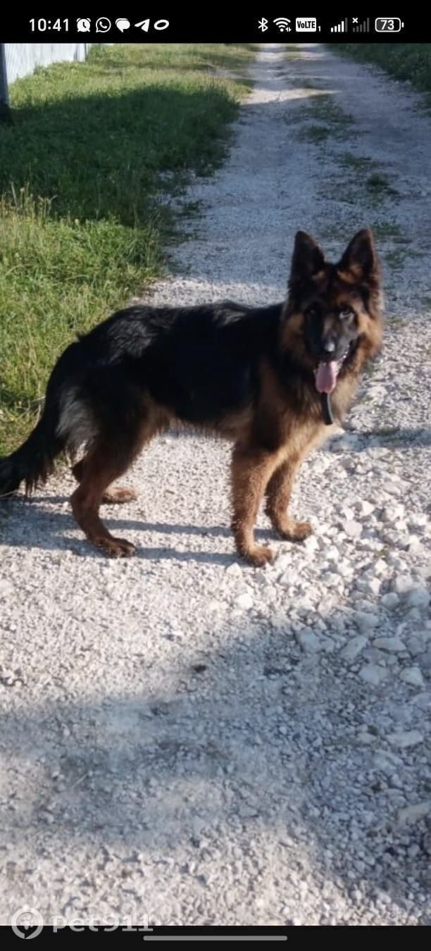 Найдена собака в Туле — фото объявления