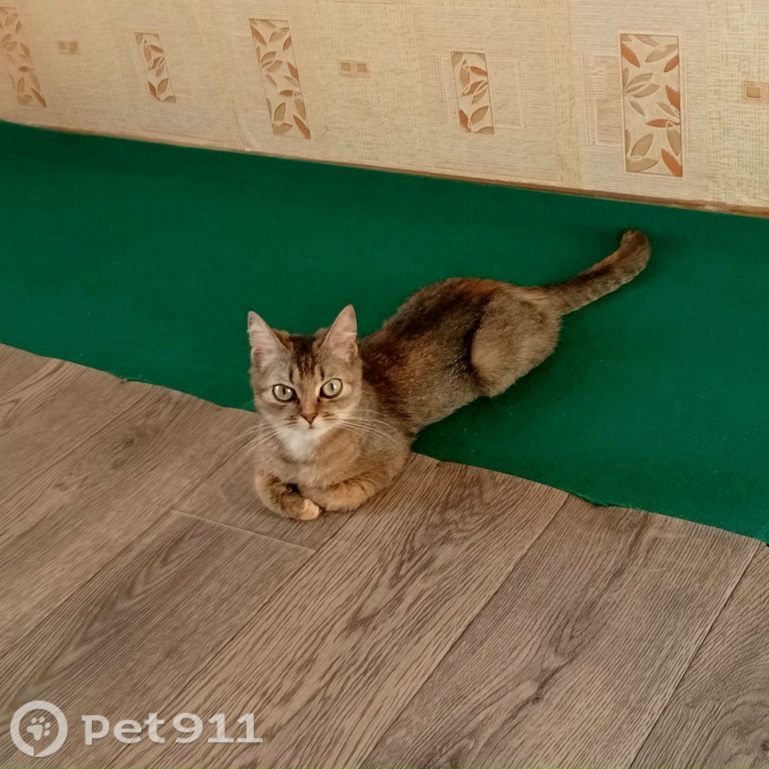 Пропала кошка в Туле — фото объявления