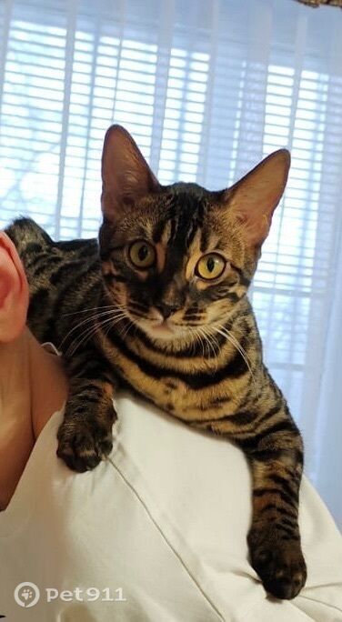 Пропала кошка в Туле — фото объявления