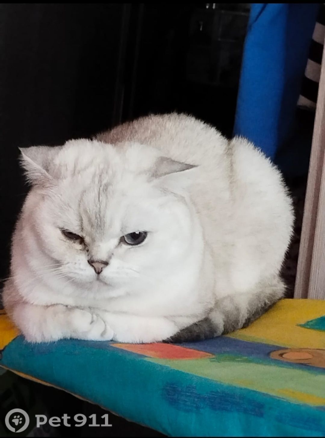 Пропала кошка в Туле — фото объявления