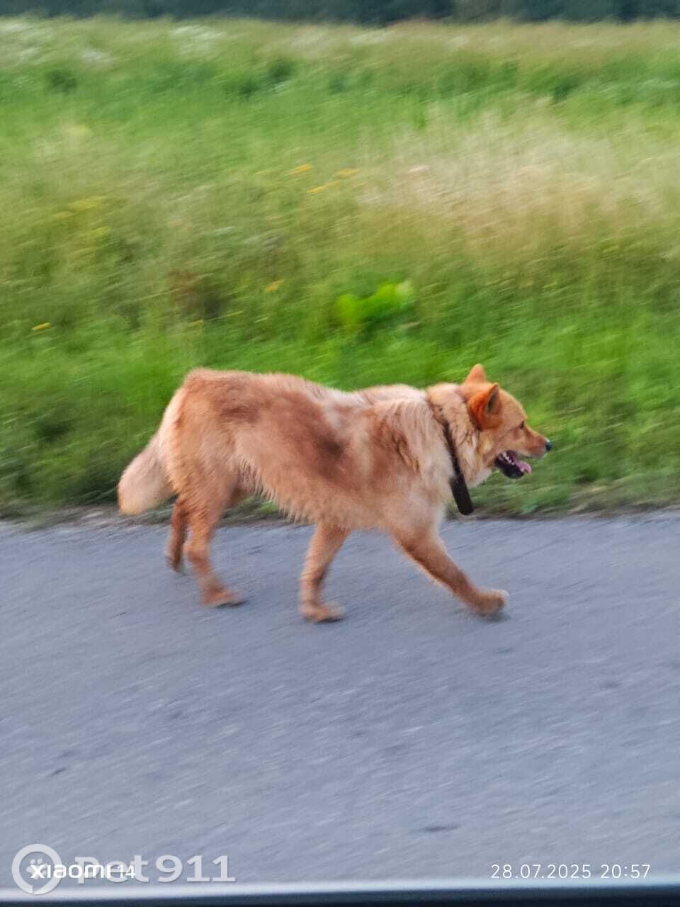 Найдена собака в Туле — фото объявления
