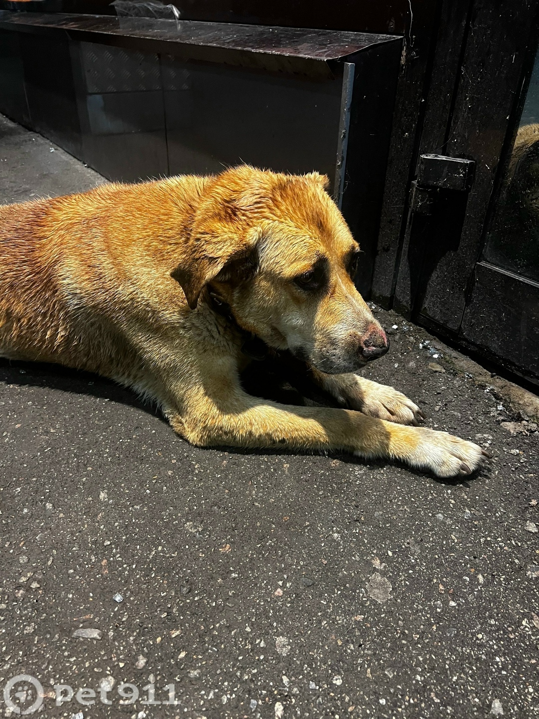 Найдена собака в Туле — фото объявления