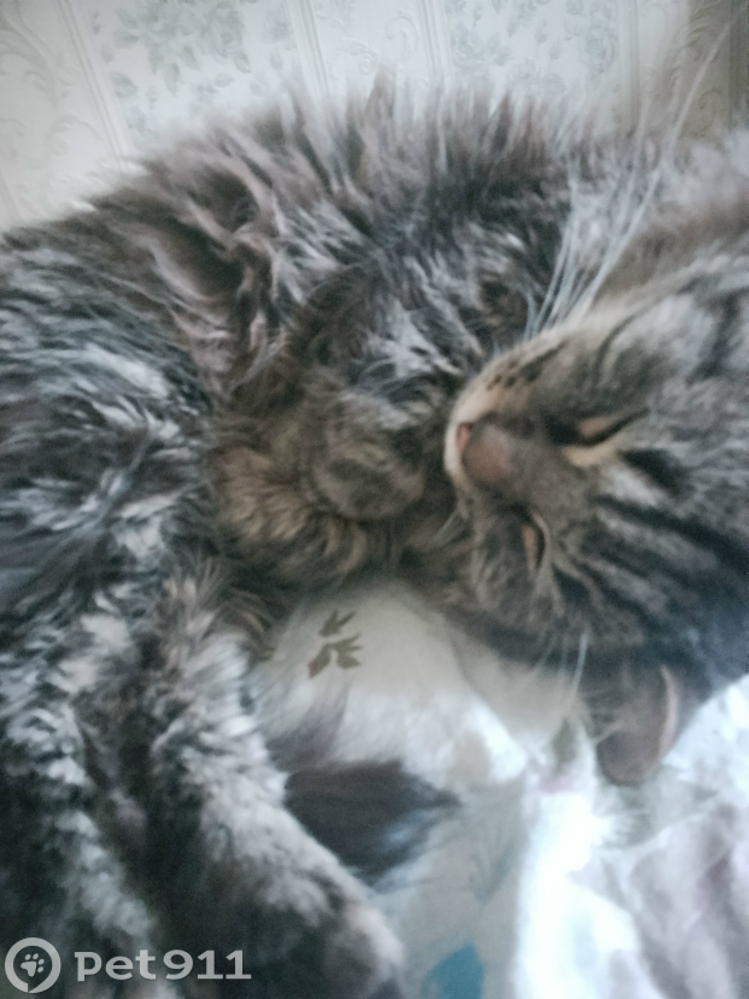 Пропала кошка в Туле — фото объявления