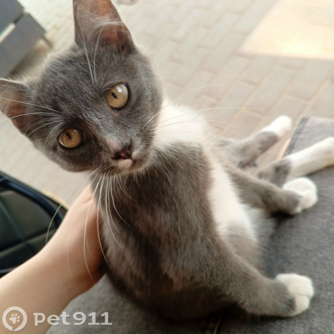 Найдена кошка в Туле — фото объявления