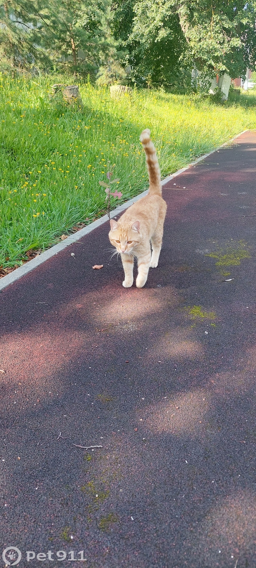 Найдена кошка в Туле — фото объявления
