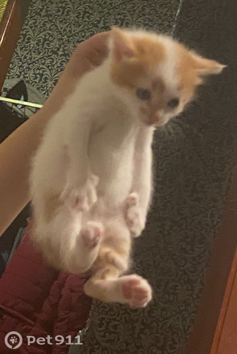 Пропала кошка в Туле — фото объявления