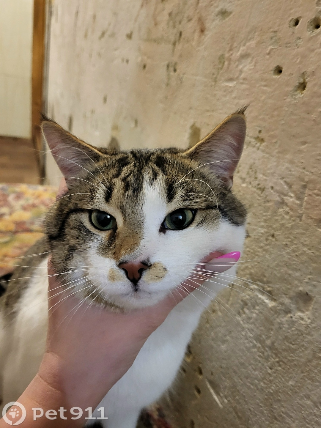 Пропала кошка в Туле — фото объявления