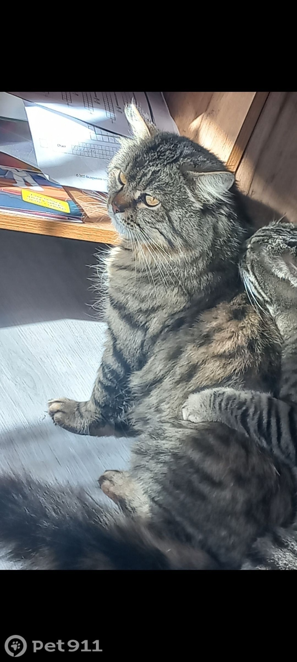 Пропала кошка в Туле — фото объявления