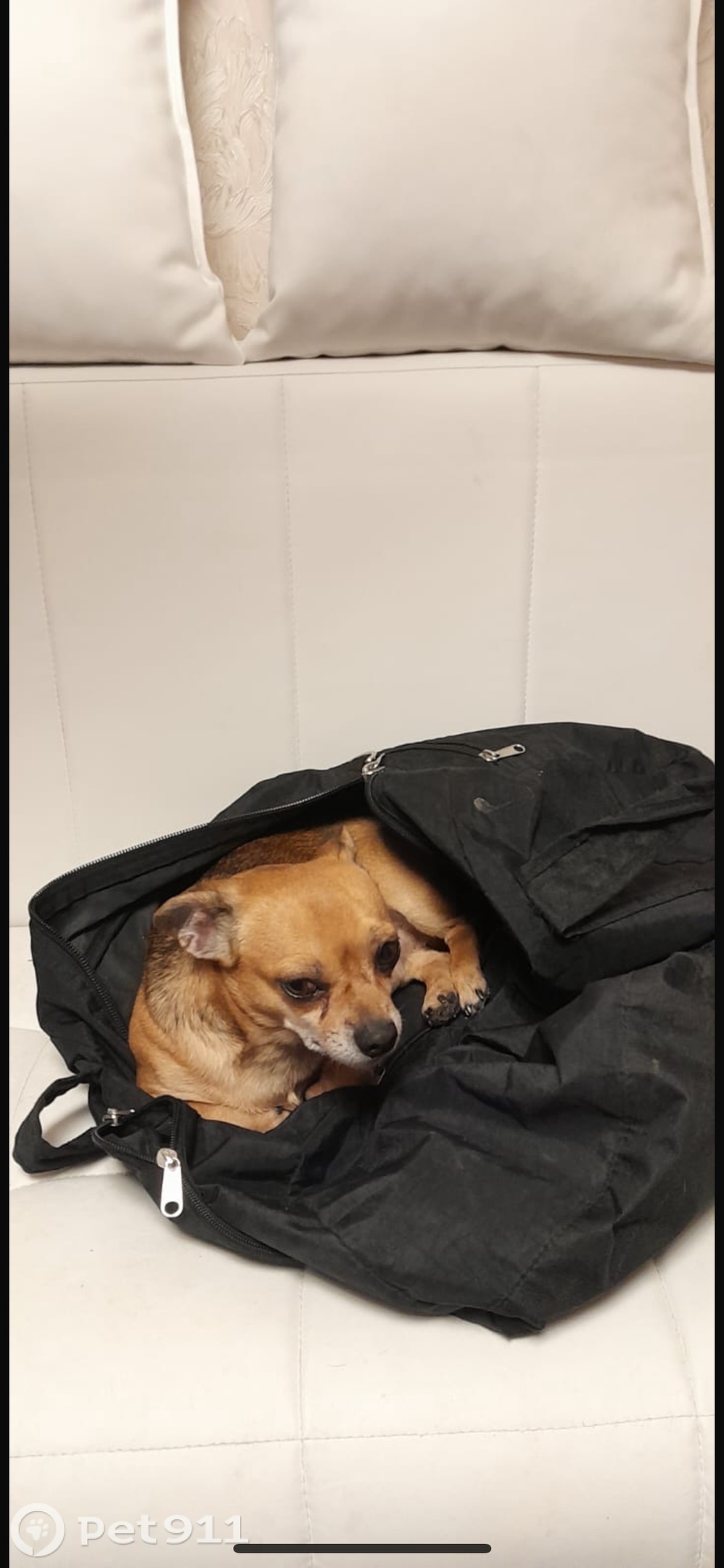 Пропала собака в Туле — фото объявления