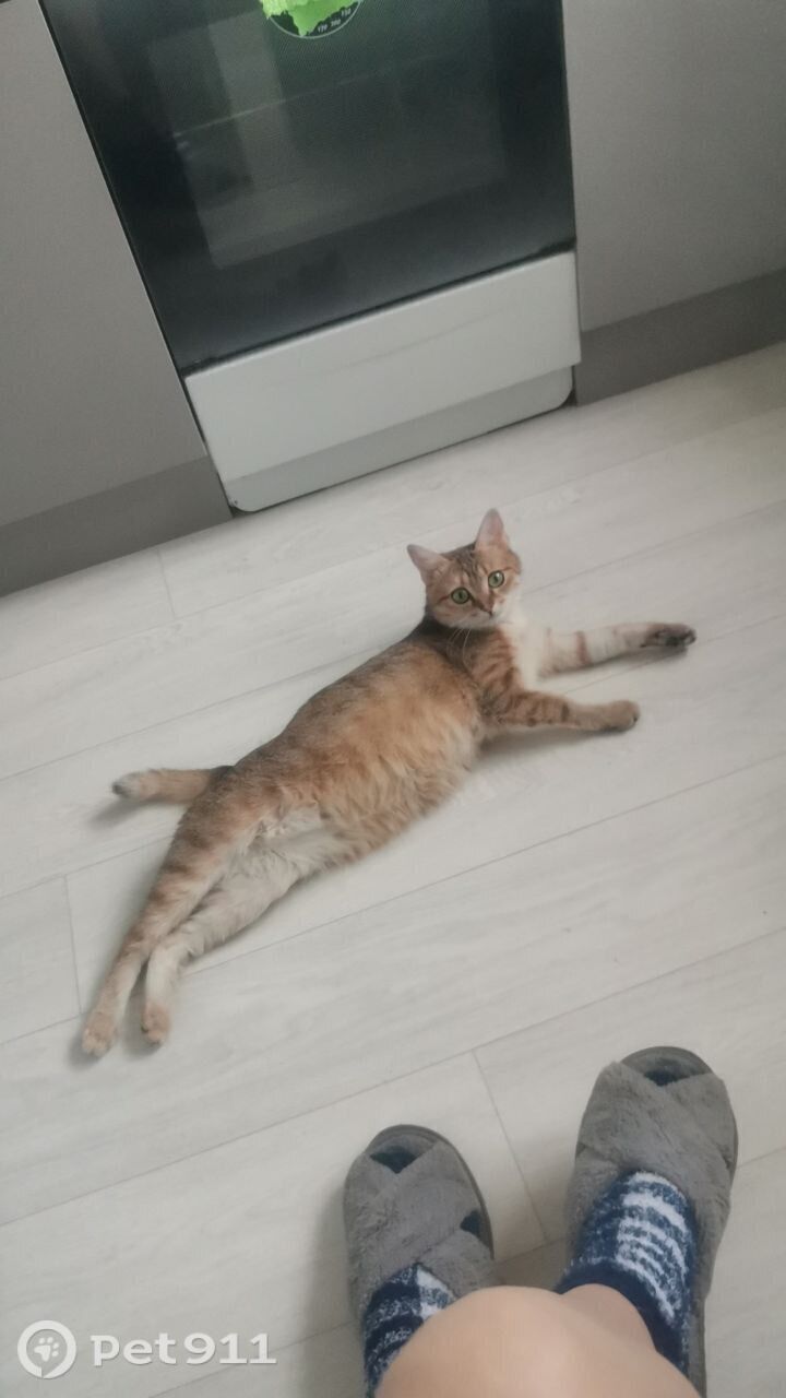 Пропала кошка в Туле — фото объявления