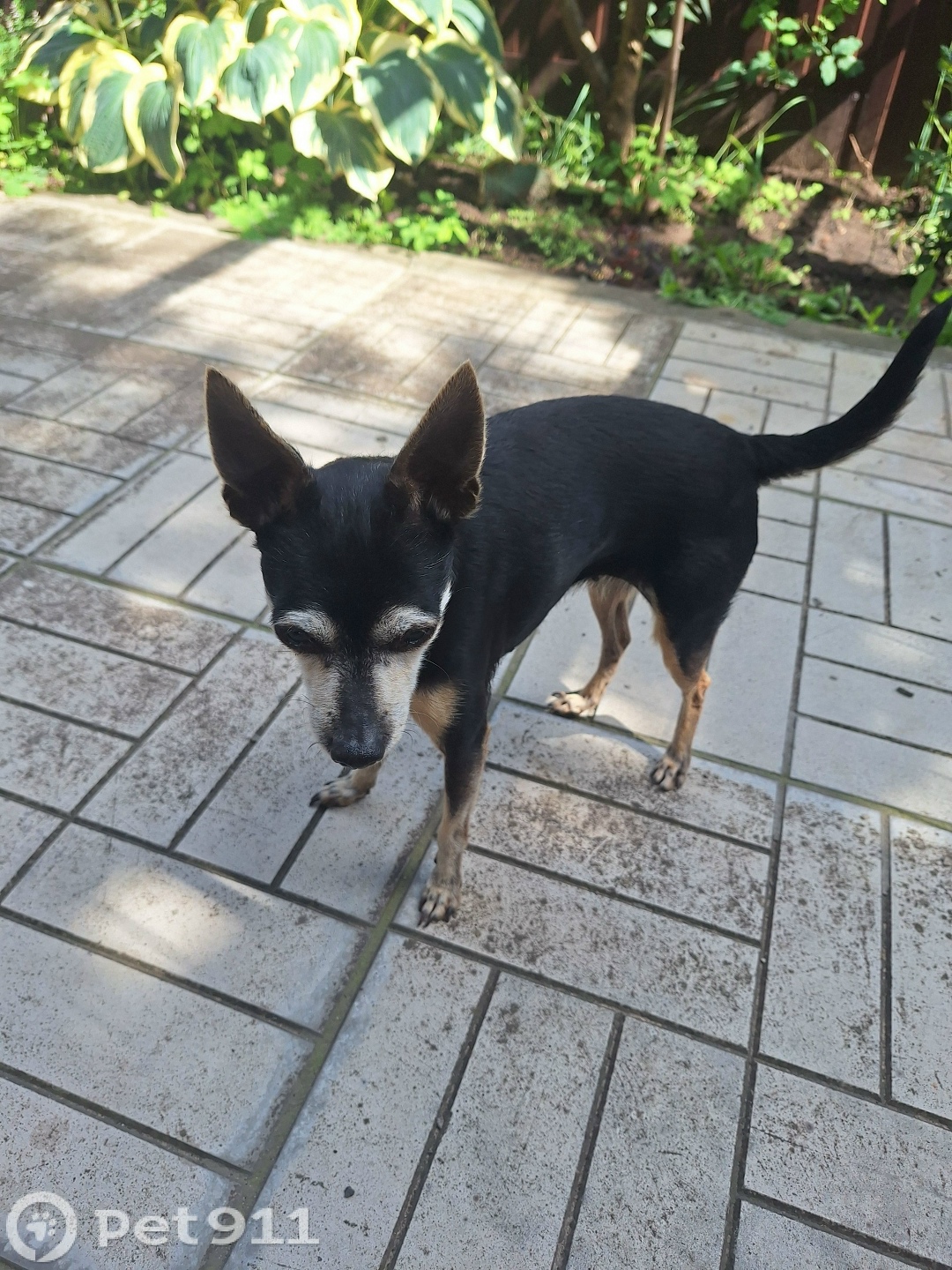 Найдена собака в Туле — фото объявления