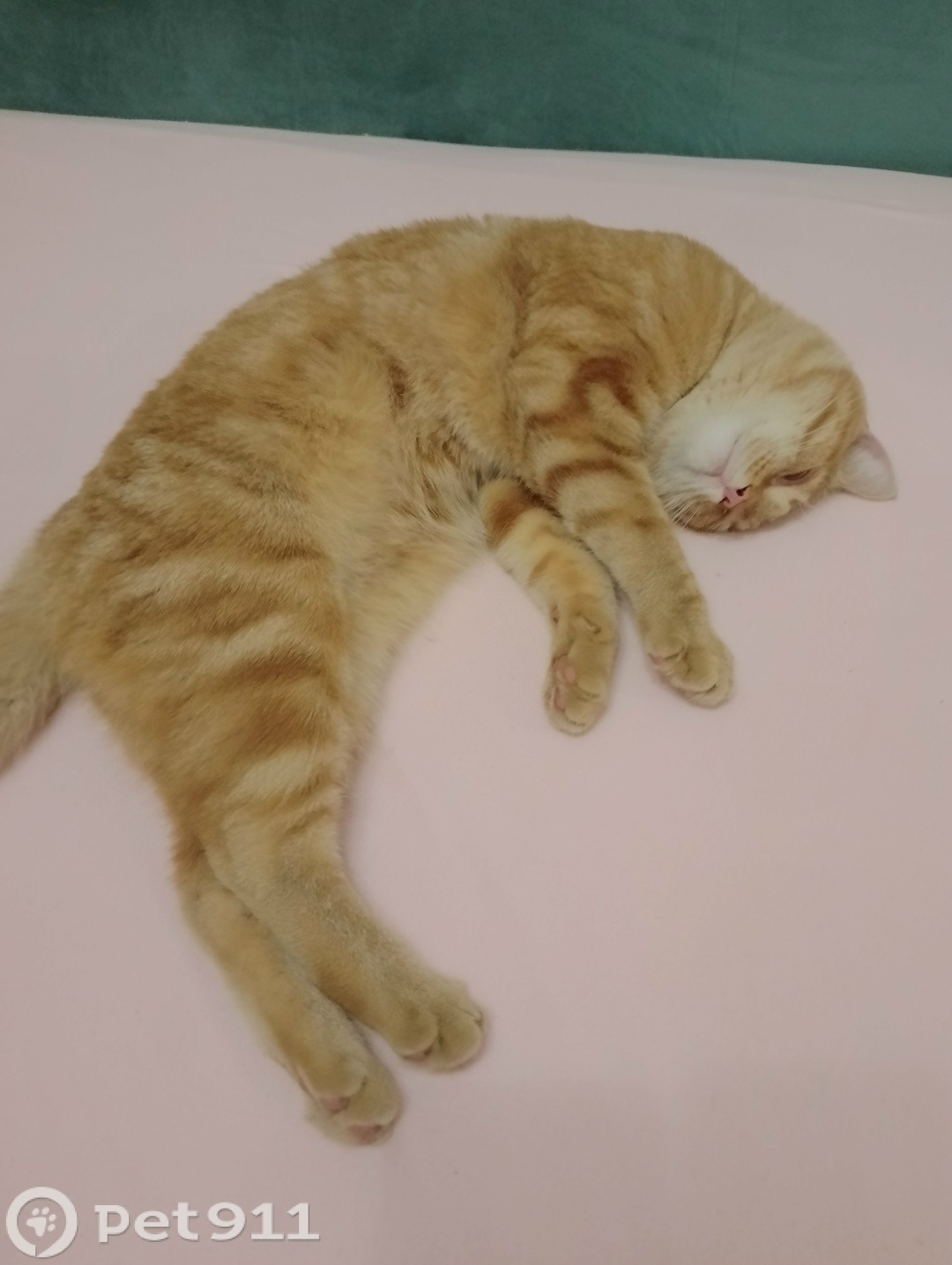 Найдена кошка в Туле — фото объявления