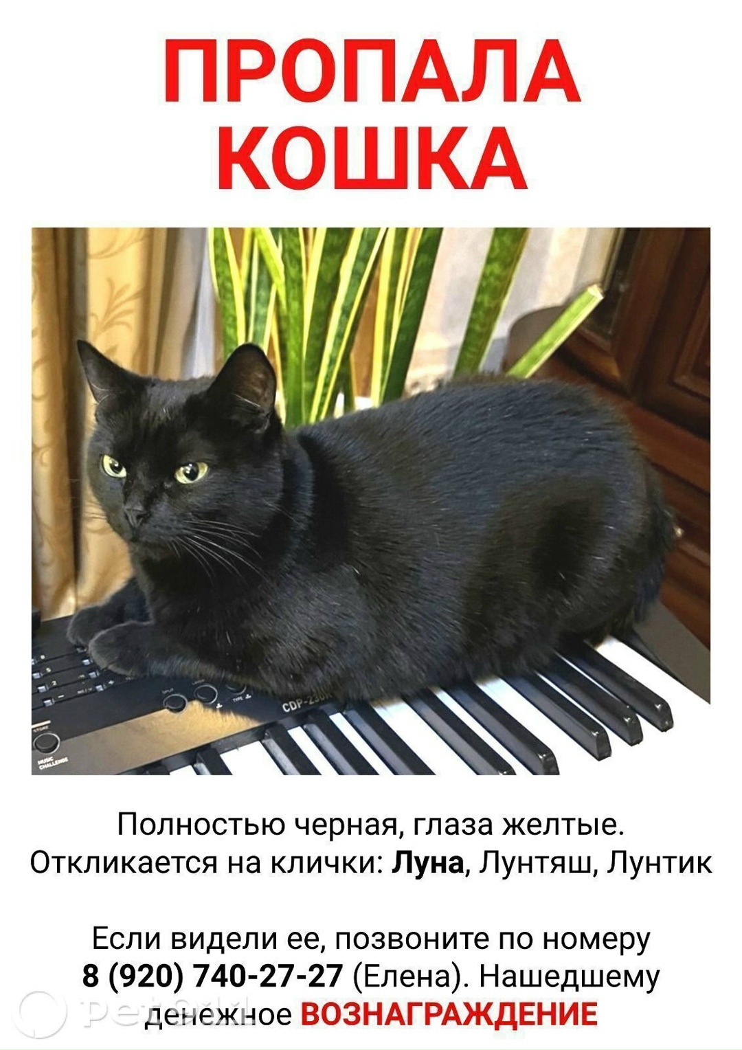 Пропала кошка в Туле — фото объявления