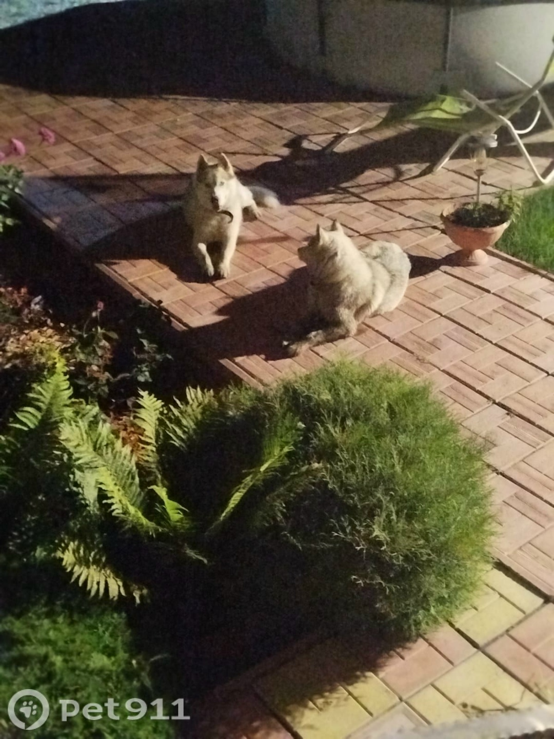 Найдена собака в Туле — фото объявления