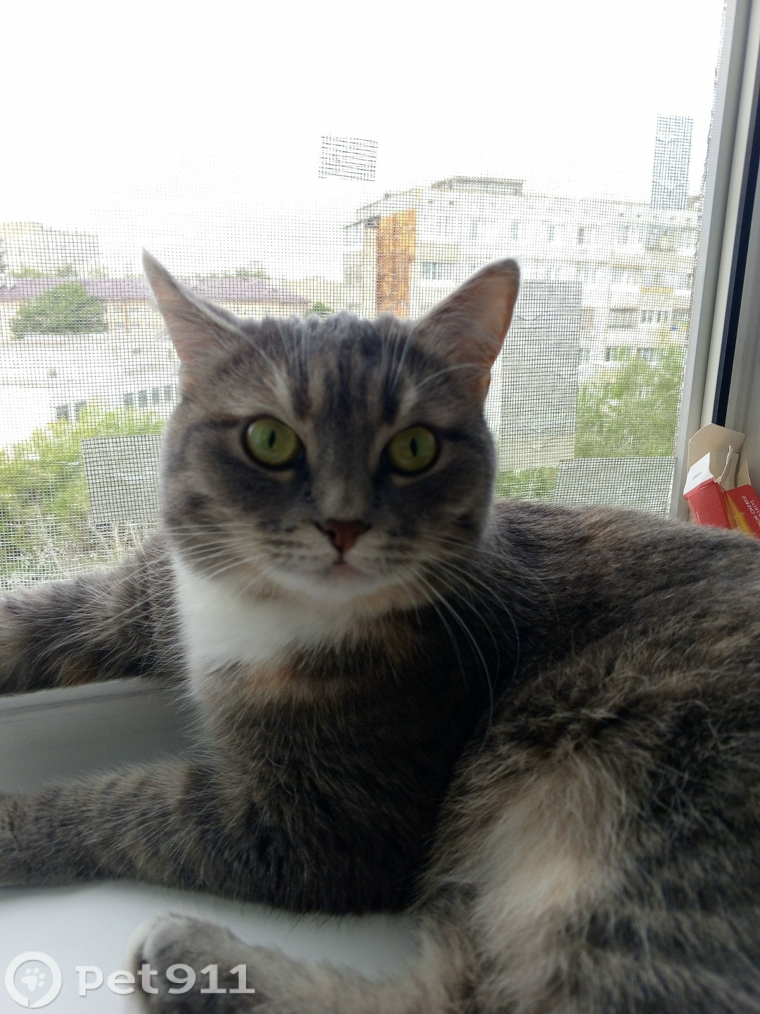 Пропала собака в Туле — фото объявления