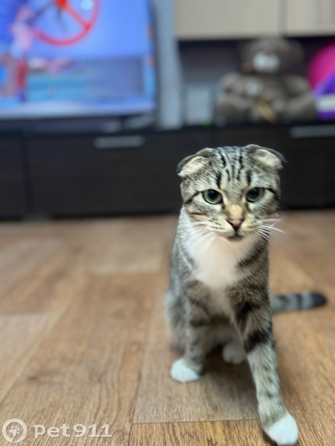 Пропала кошка в Туле — фото объявления