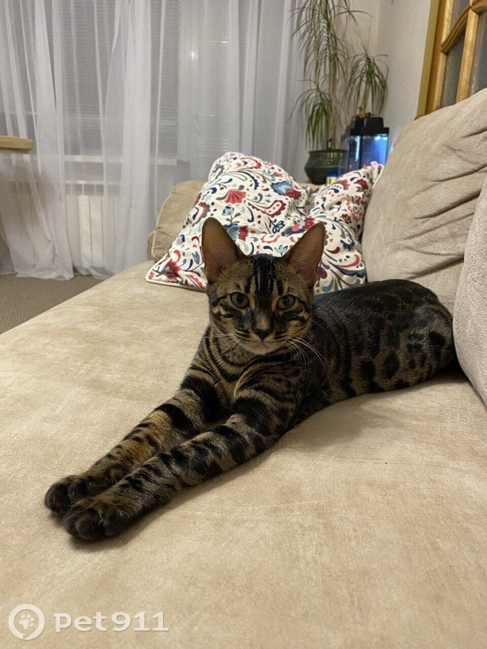 Пропала кошка в Туле — фото объявления