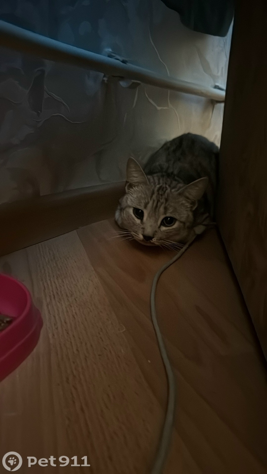 Найдена кошка в Туле — фото объявления