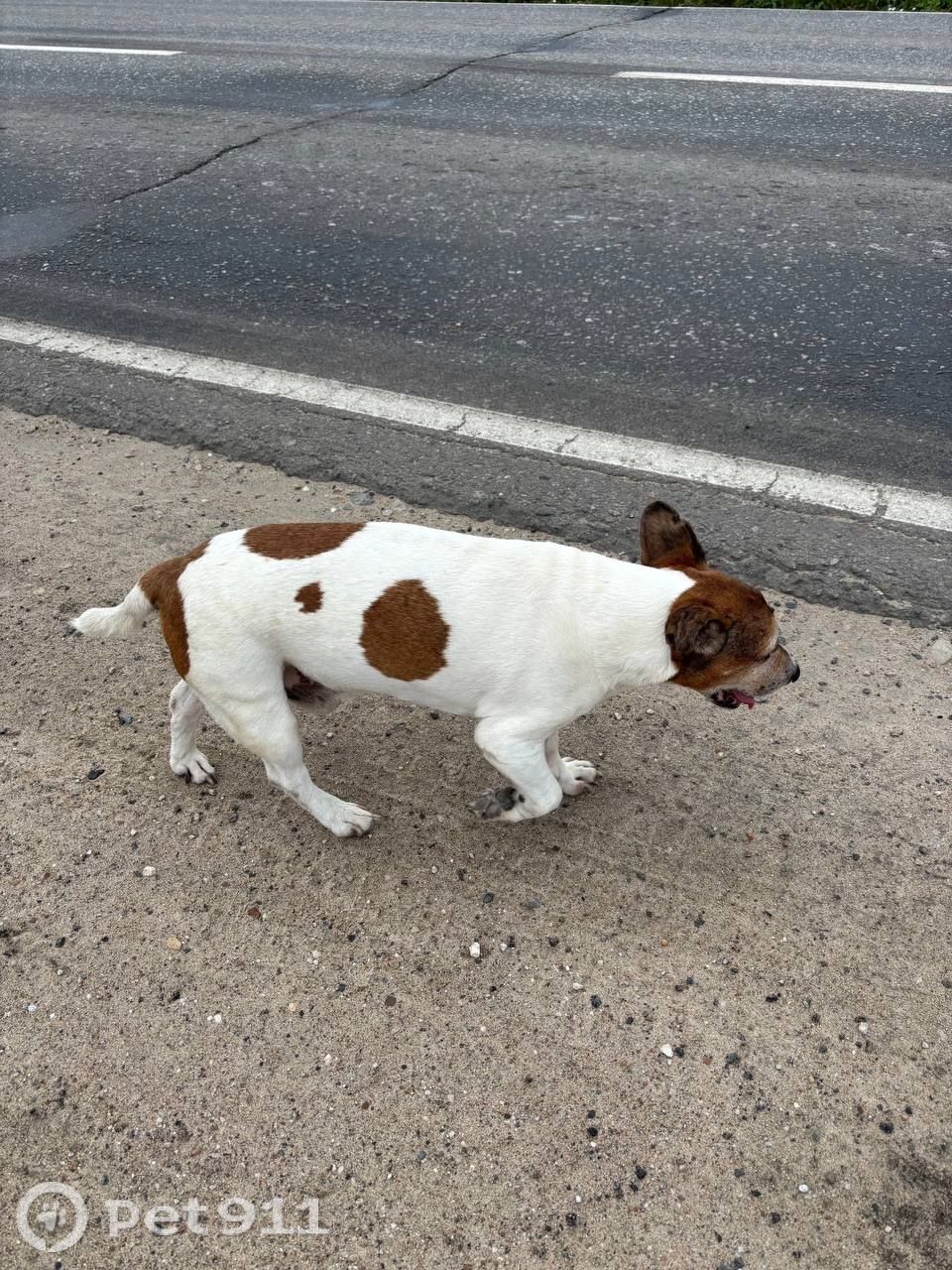 Найдена собака в Туле — фото объявления