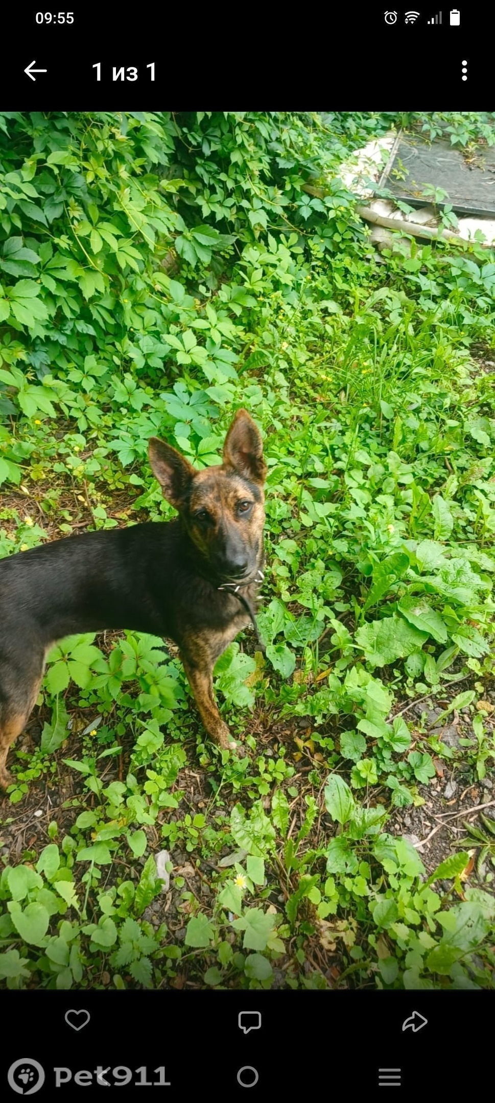 Найдена собака в Туле — фото объявления