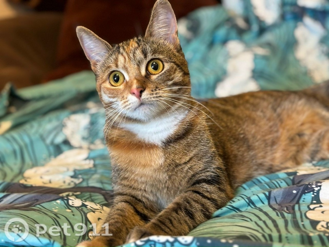 Пропала кошка в Туле — фото объявления