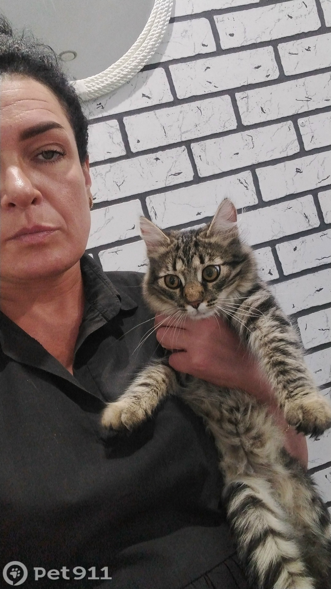 Найдена кошка в Туле — фото объявления