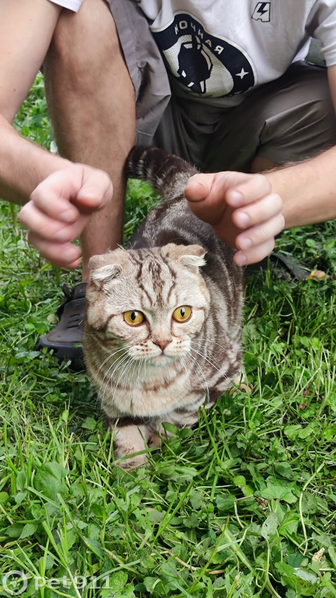 Найдена кошка в Туле — фото объявления