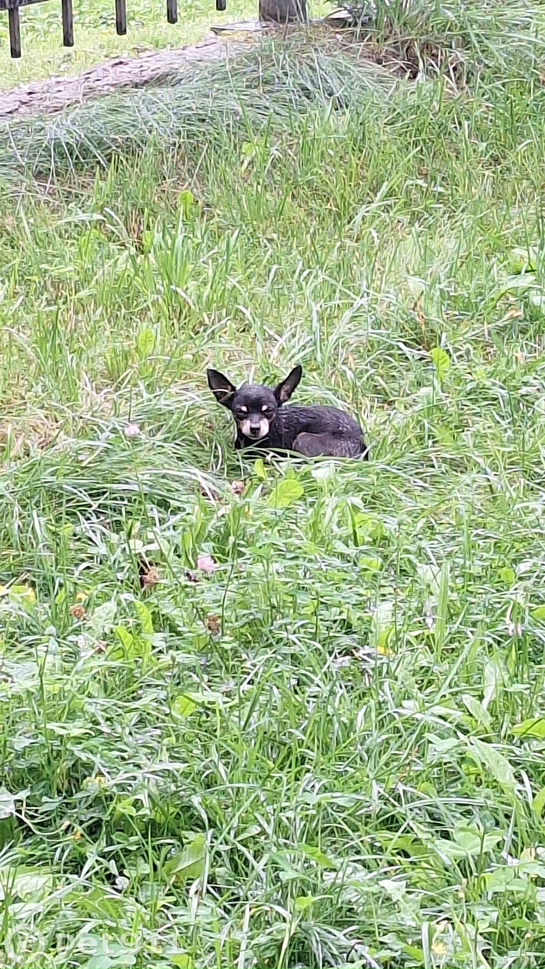 Найдена собака в Туле — фото объявления